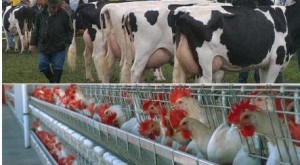 Tambo avicultura AgroActiva