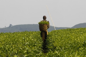 A worker picks tea at a plantation near Kasese town, 497km (309 miles) west of Uganda capital Kampala January 29, 2013. REUTERS/James Akena (UGANDA - Tags: AGRICULTURE SOCIETY) - RTR3D4KF