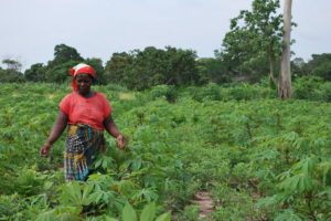 mozambique-plantaciones-agricolas